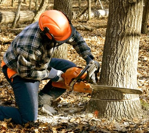 Tree Removal in Brutus, MI